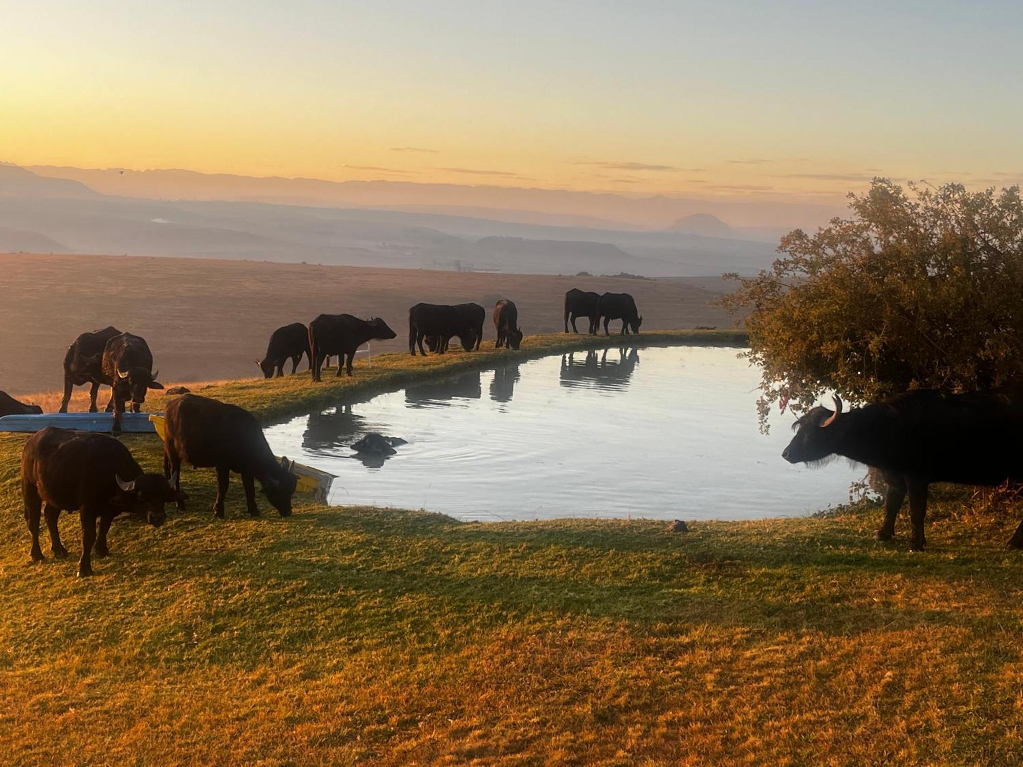 Uitzicht Private Nature Reserve And Lodge Fouriesburg Esterno foto